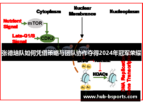 张德培队如何凭借策略与团队协作夺得2024年冠军荣耀 张德培队如何凭借策略与团队协作夺得2024年冠军荣耀